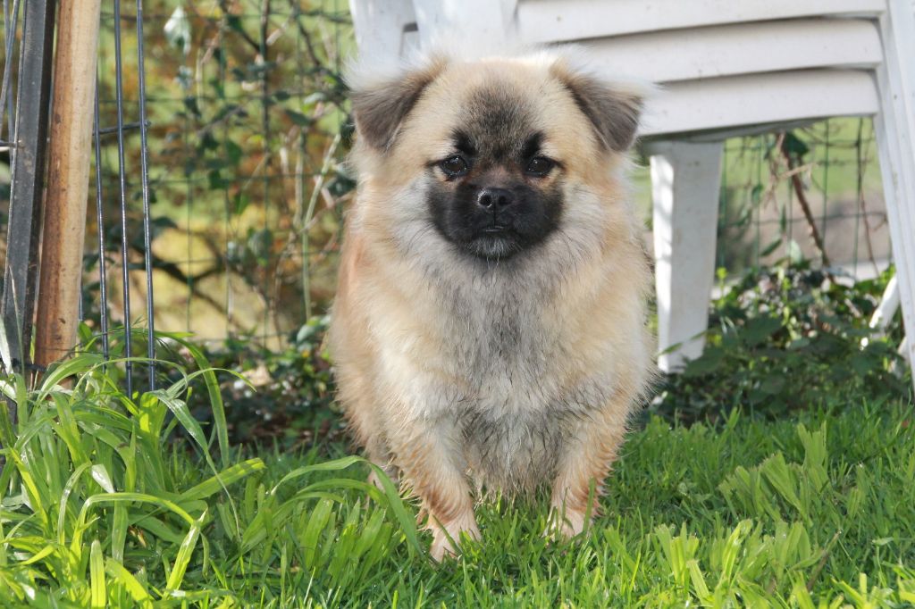 Atchoum du Rêve des Joyaux