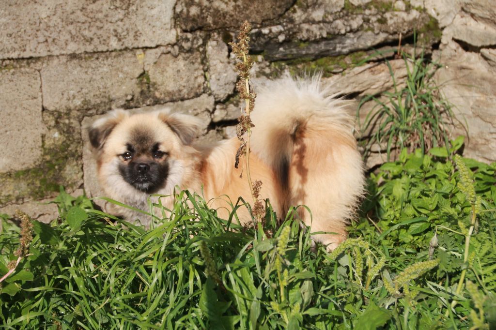 Atchoum du Rêve des Joyaux