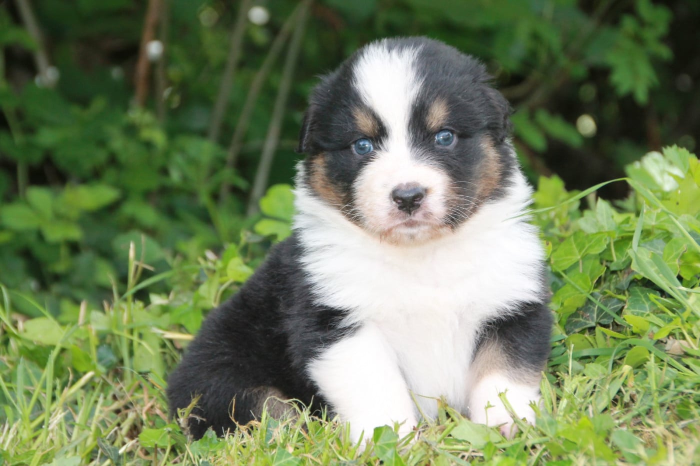 Chiot N°1 - Berger Australien