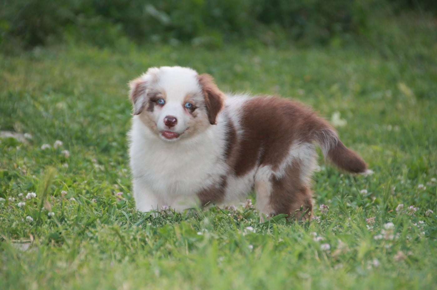 Chiot N°4