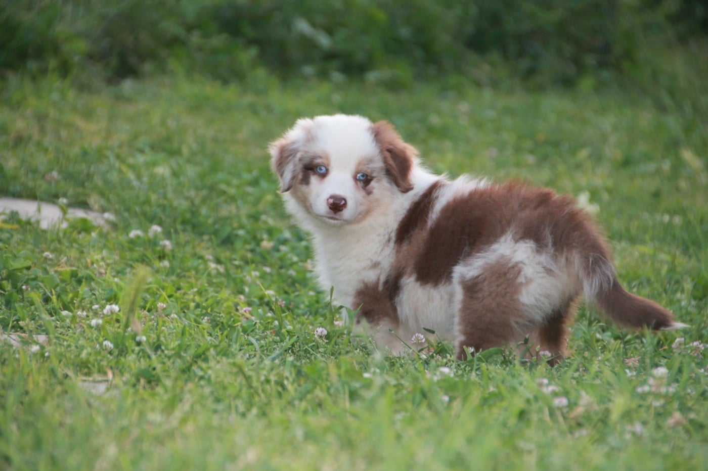Chiot N°4