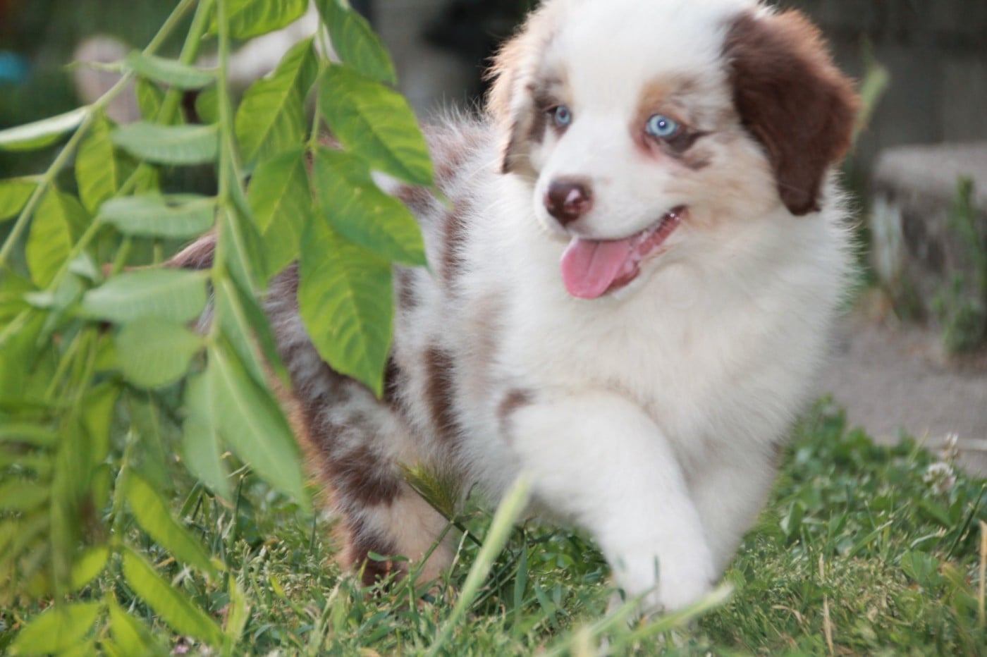 Chiot N°4