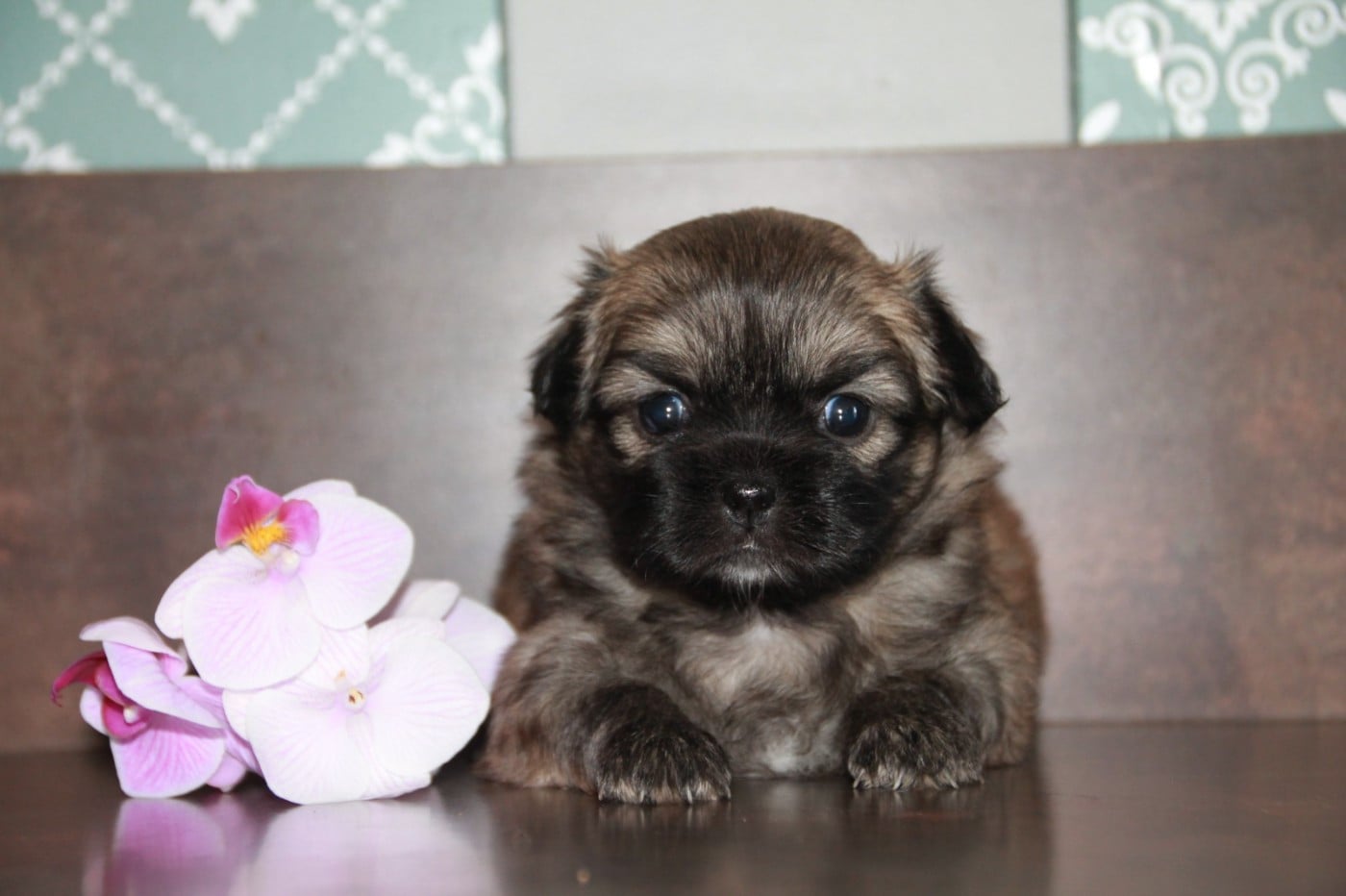 Chiot N°5
