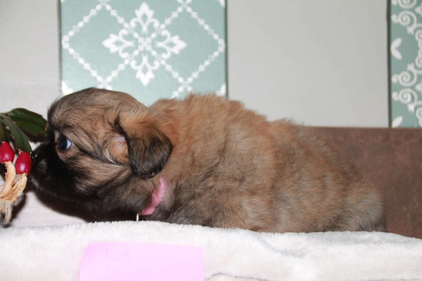Chiot N°5