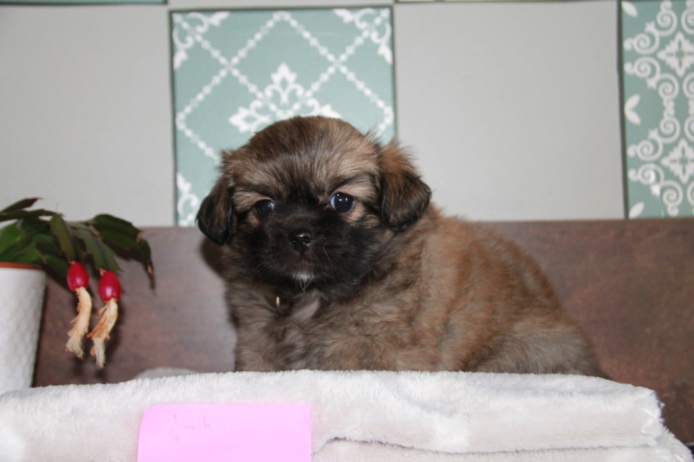 Chiot N°5