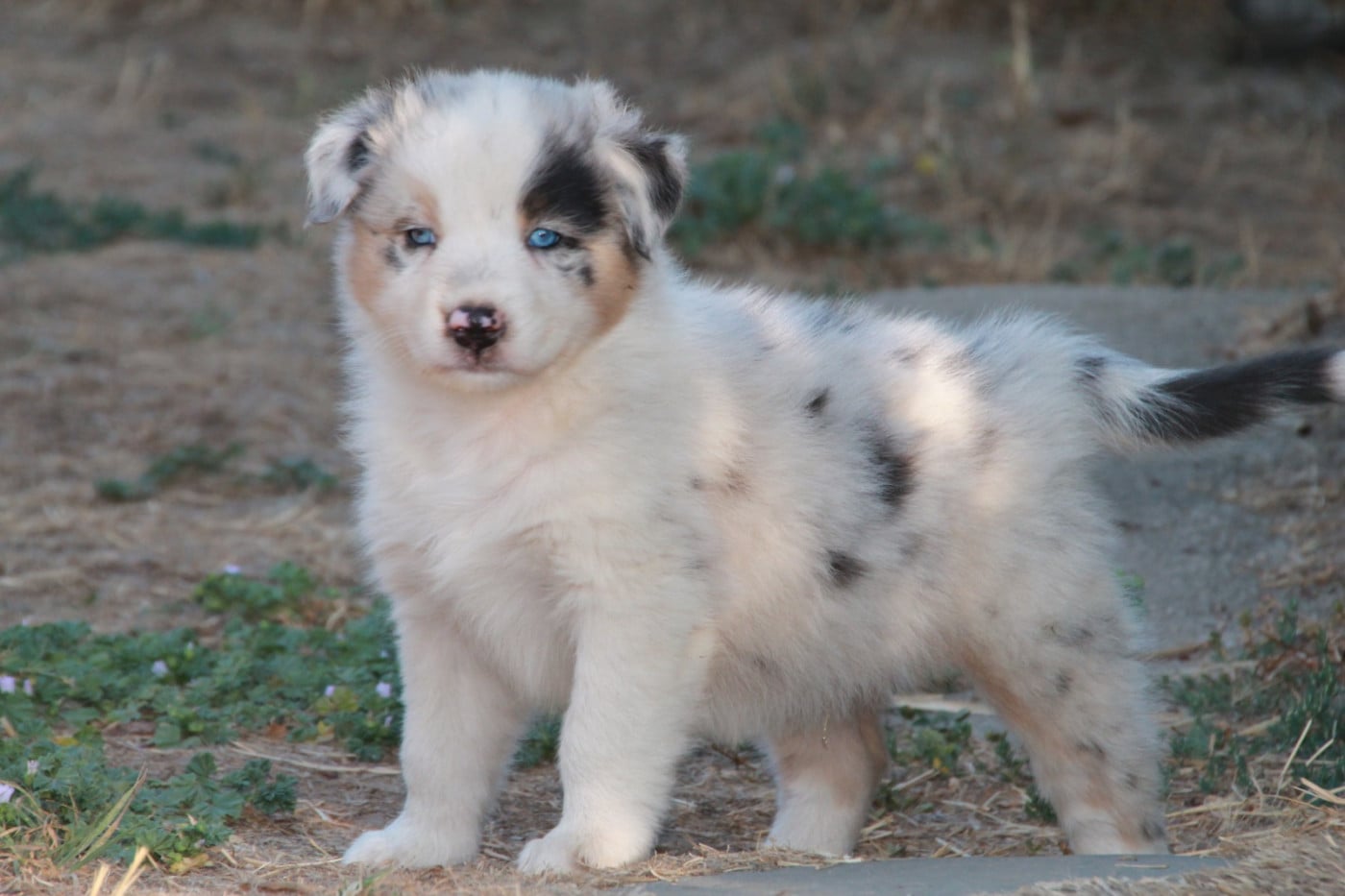 Chiot N°1