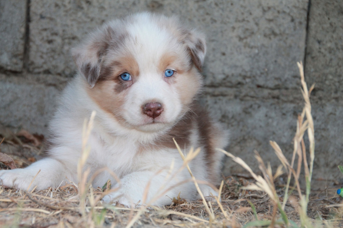 Chiot N°2 (collier)