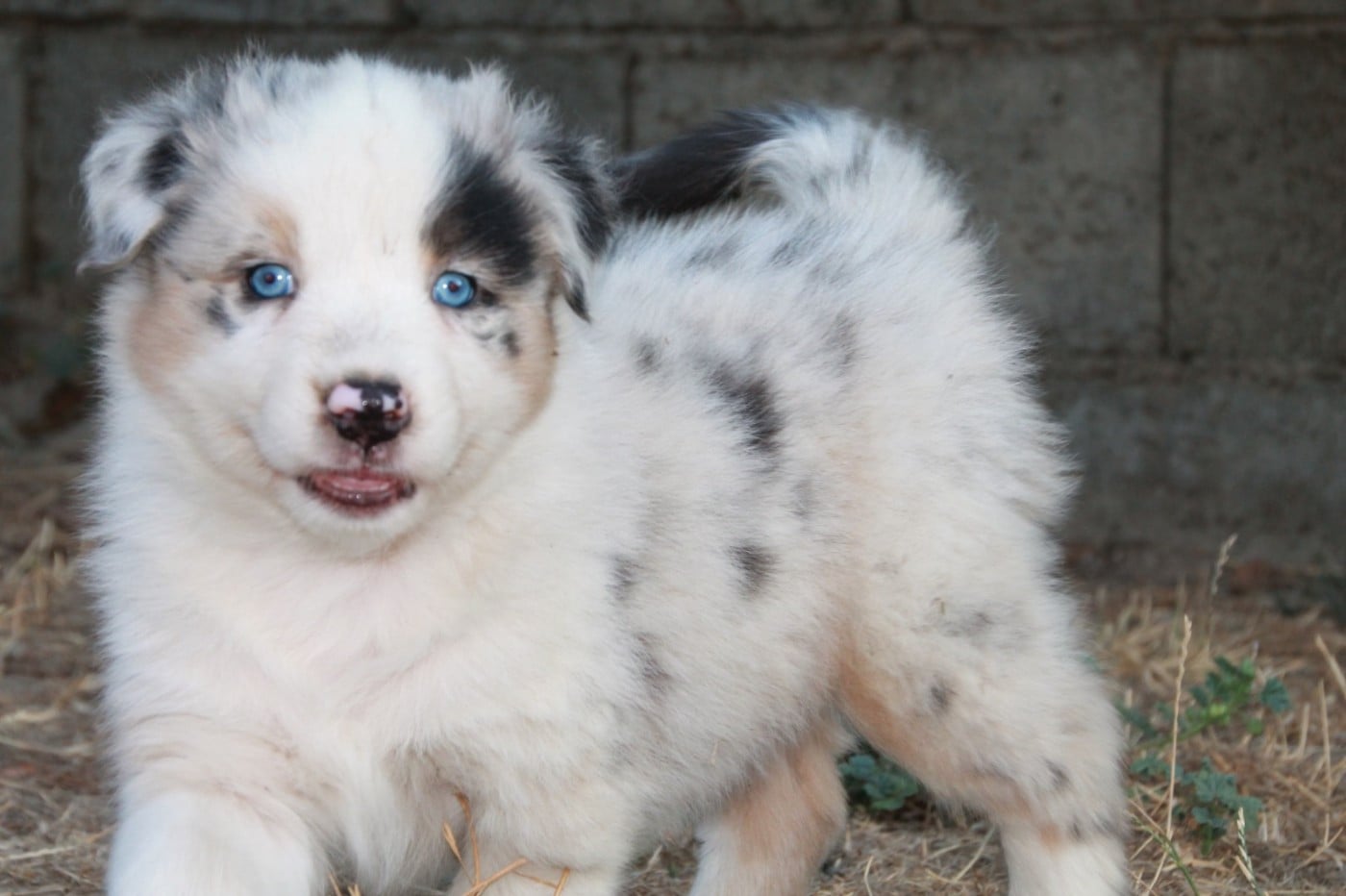 Chiot N°1