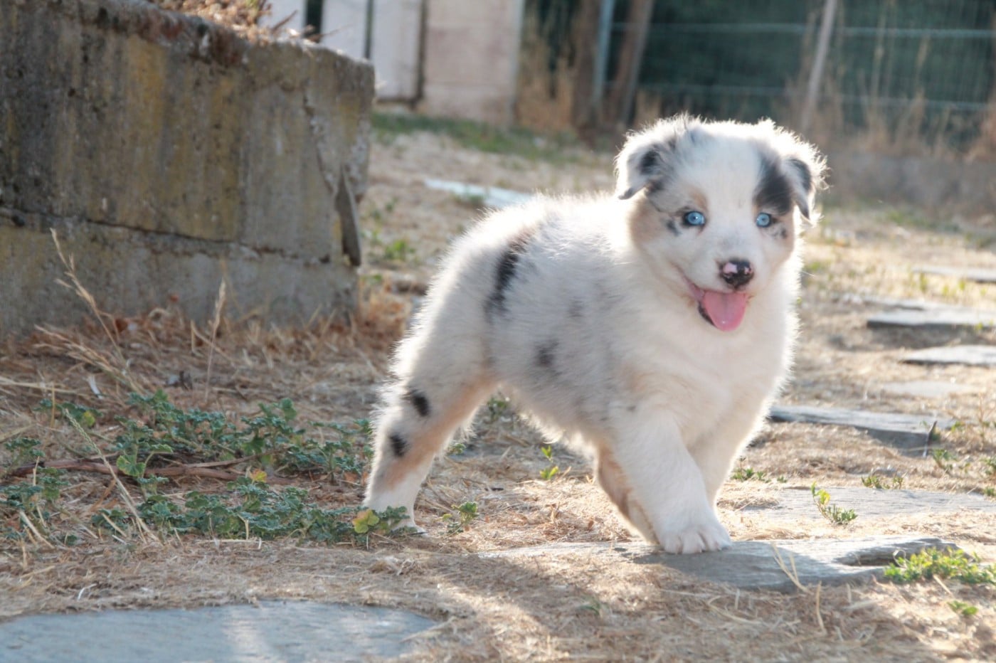 Chiot Berger Australien - Chiot N°1 du Rêve des Joyaux