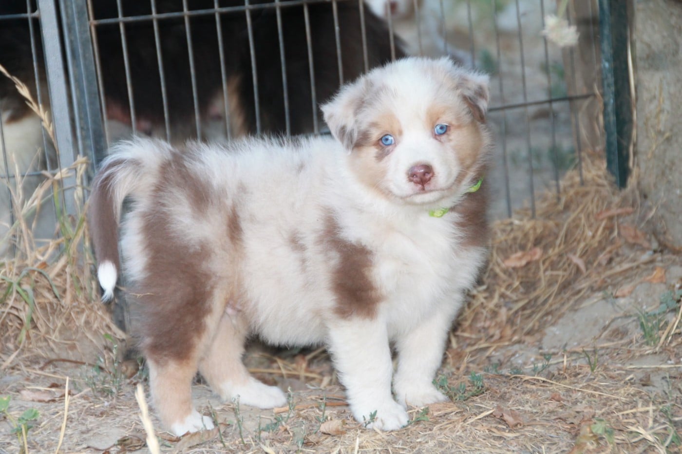 Chiot N°2 (collier)