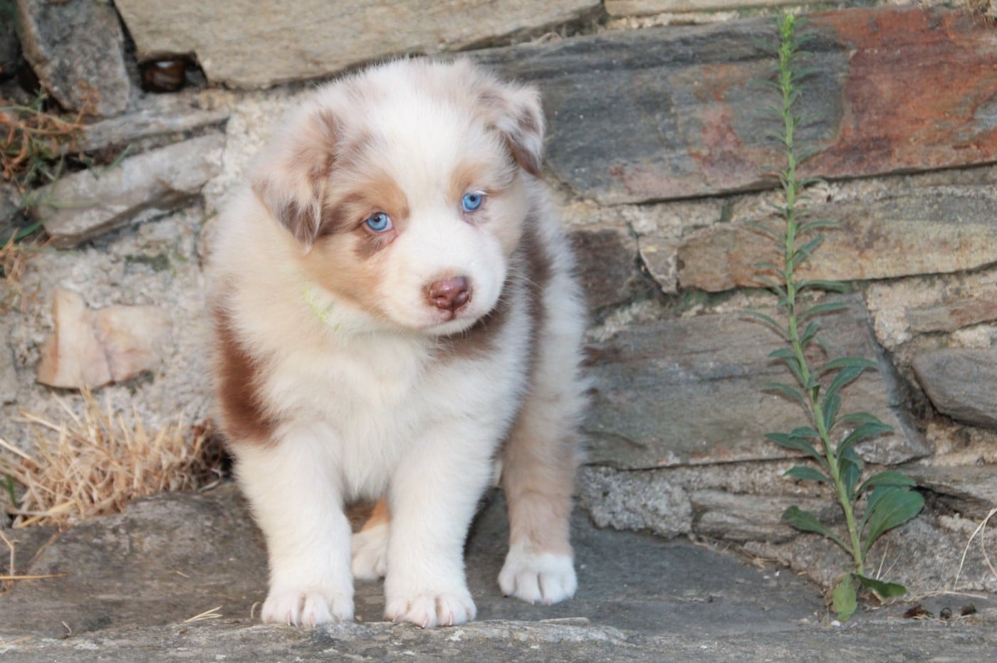 Chiot N°2 (collier)