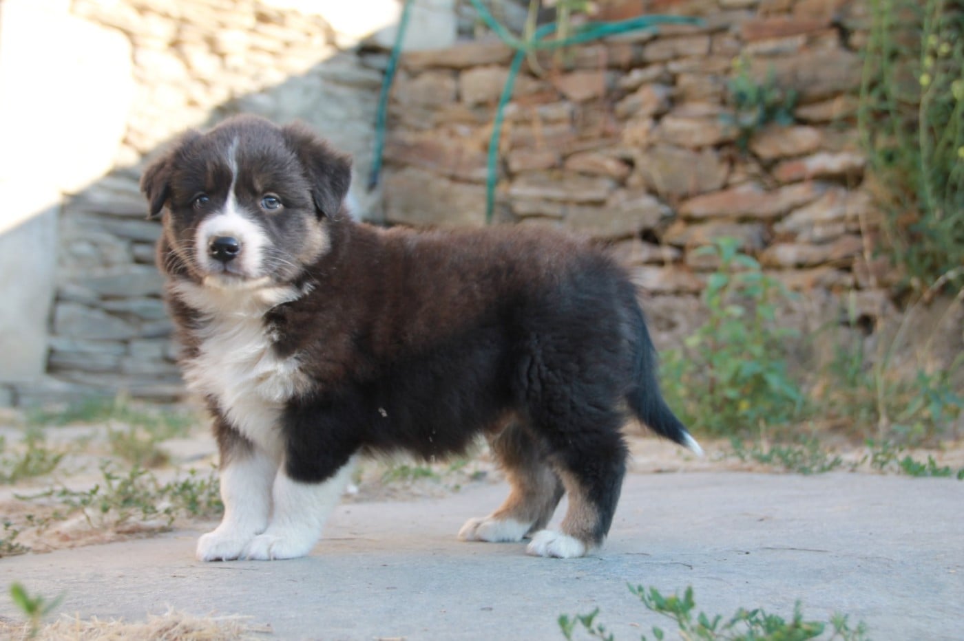 Chiot N°3