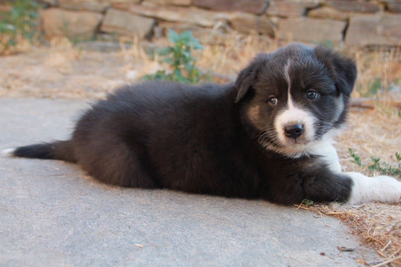 Chiot N°3