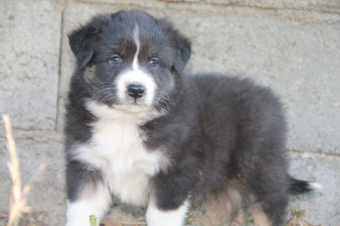 Chiot N°3