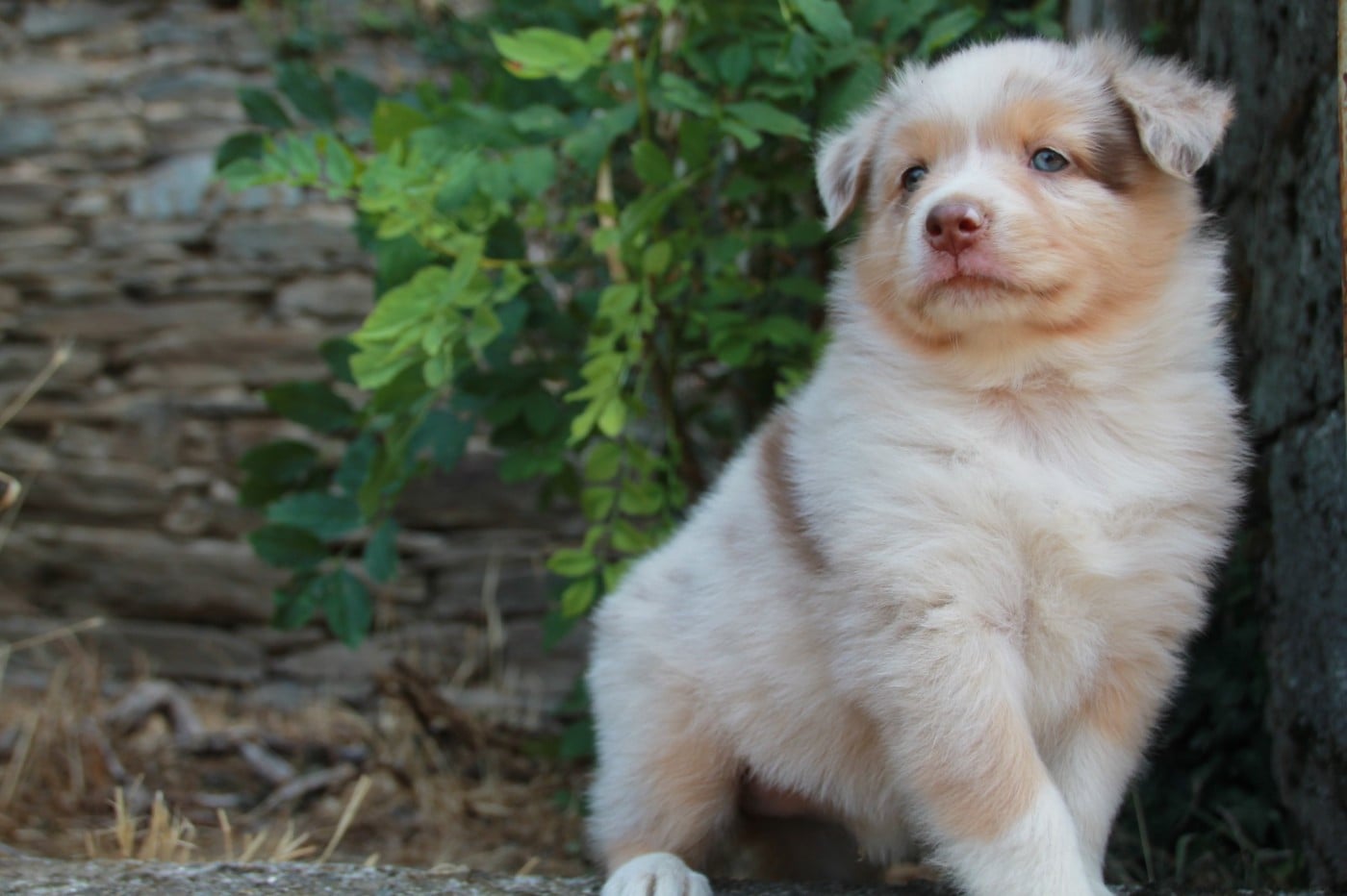 Chiot N°6