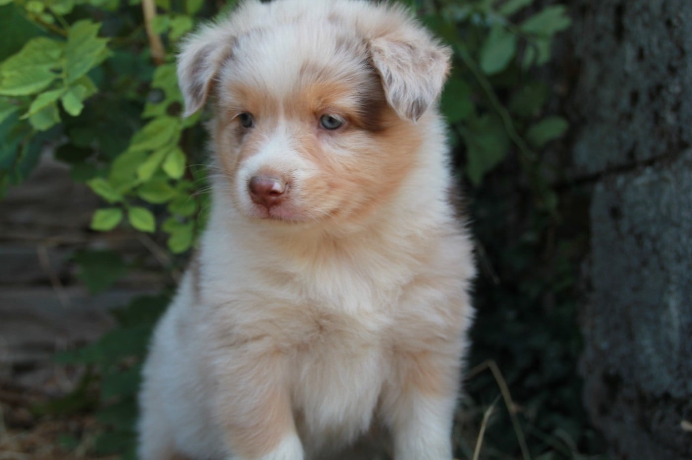 Chiot N°6