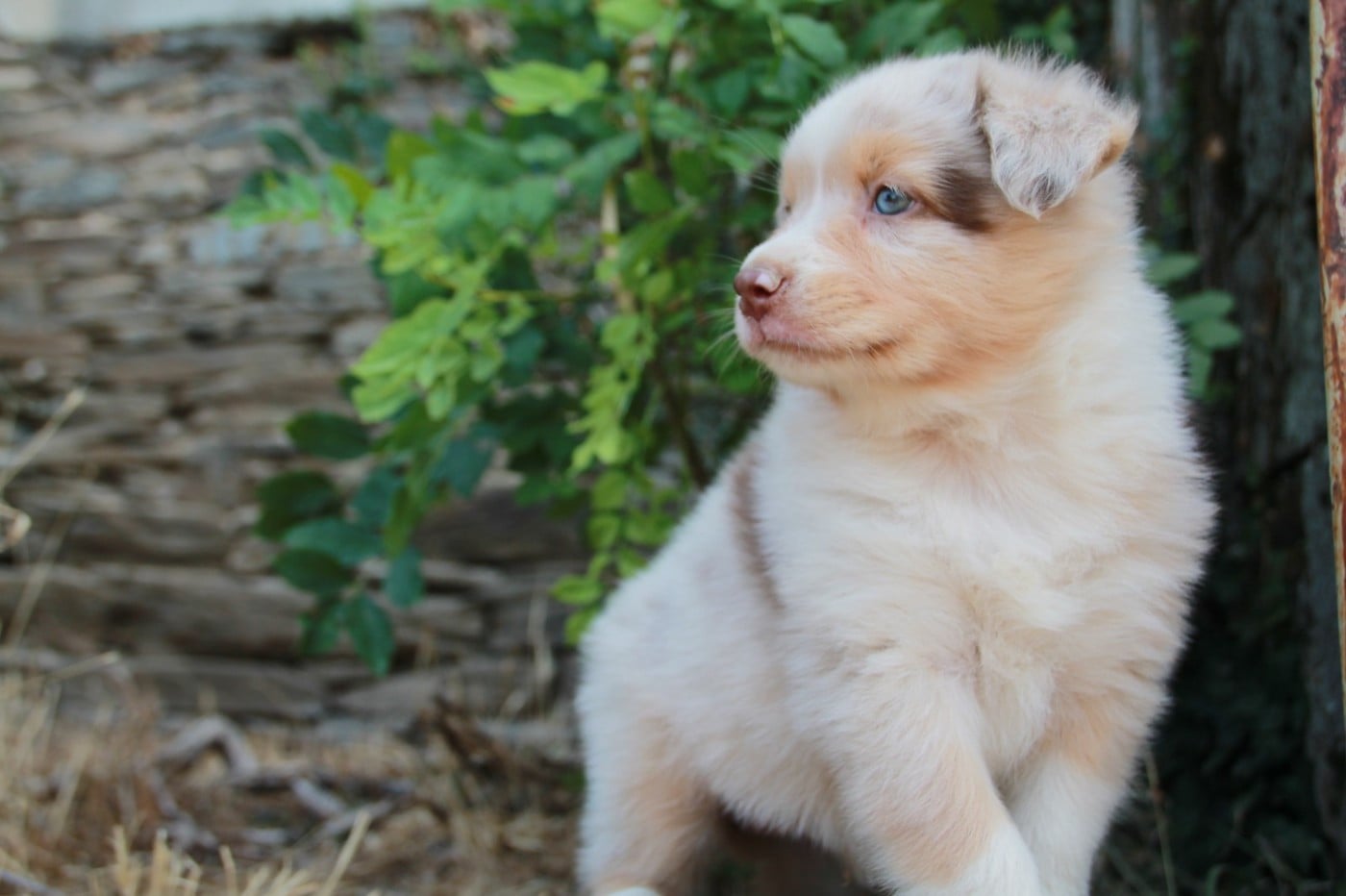 Chiot N°6