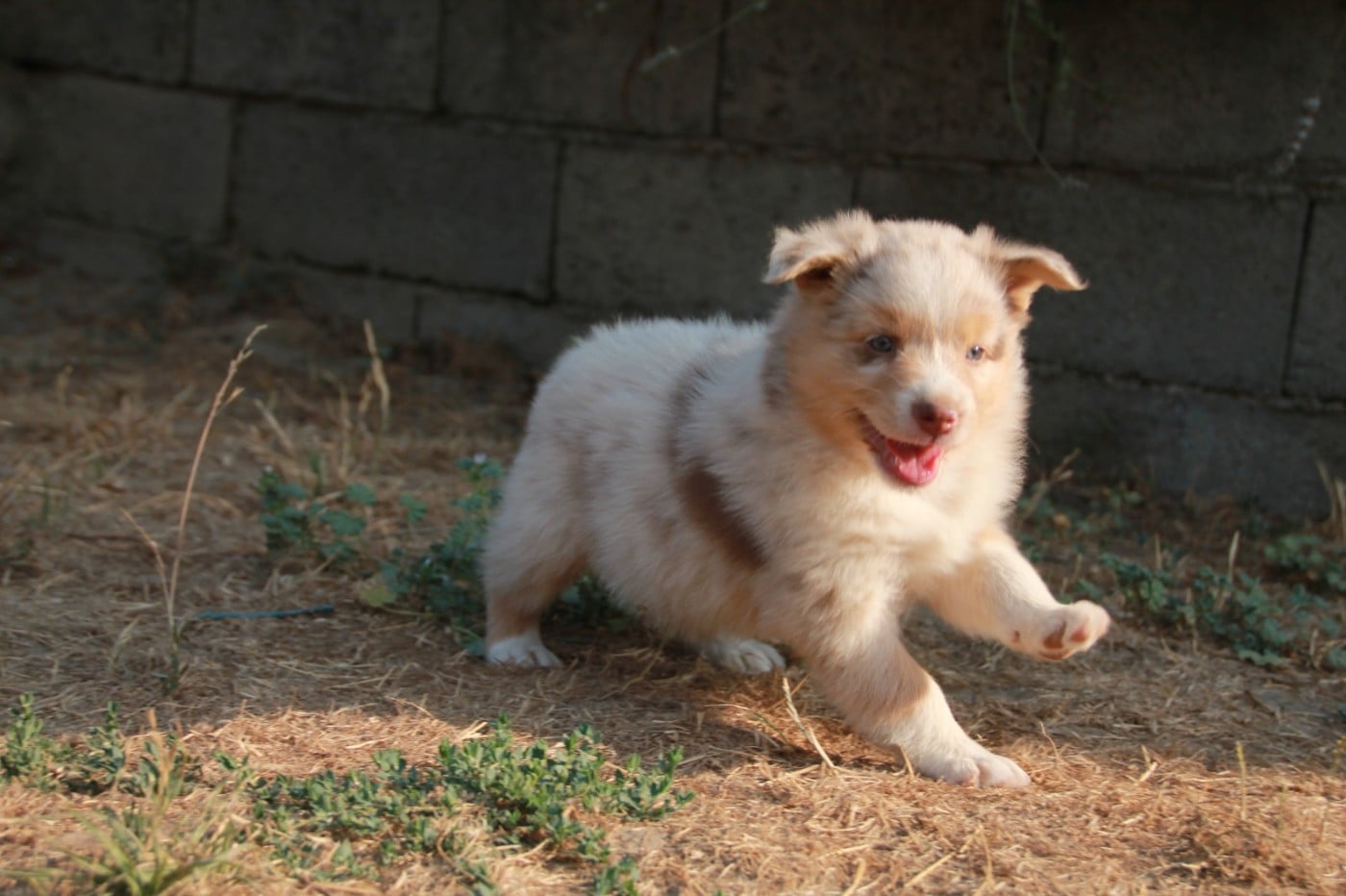 Chiot N°6