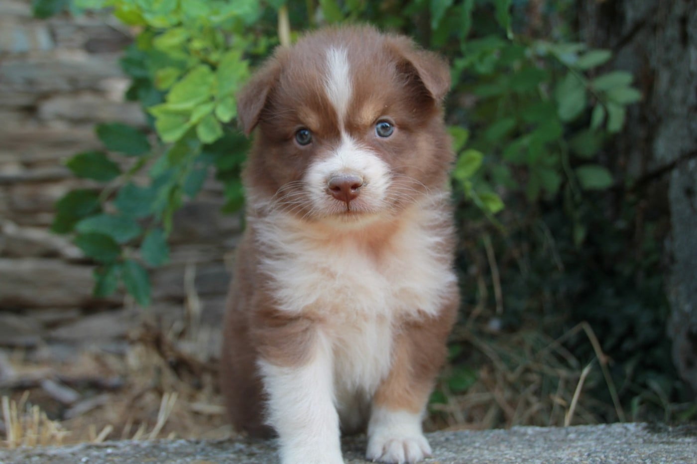 Chiot N°7