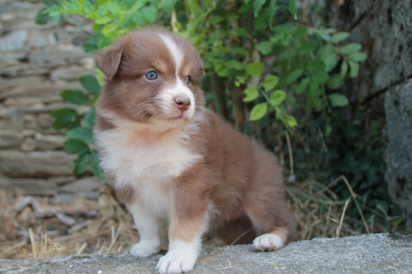 Chiot N°7