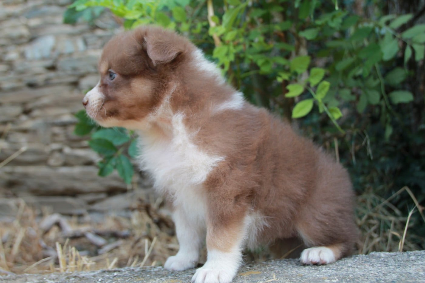 Chiot N°7