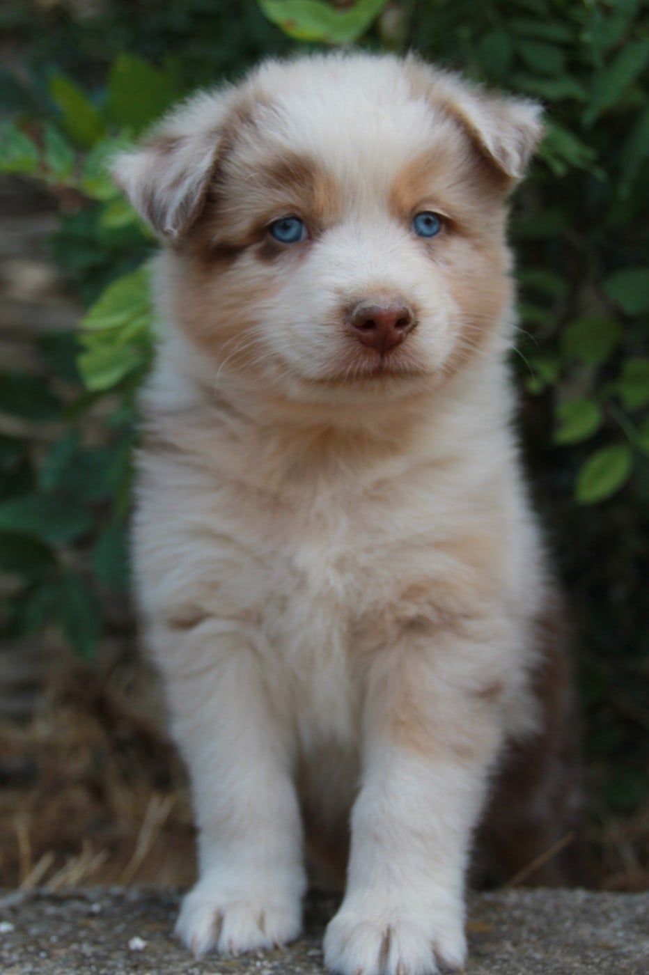 Chiot N°4