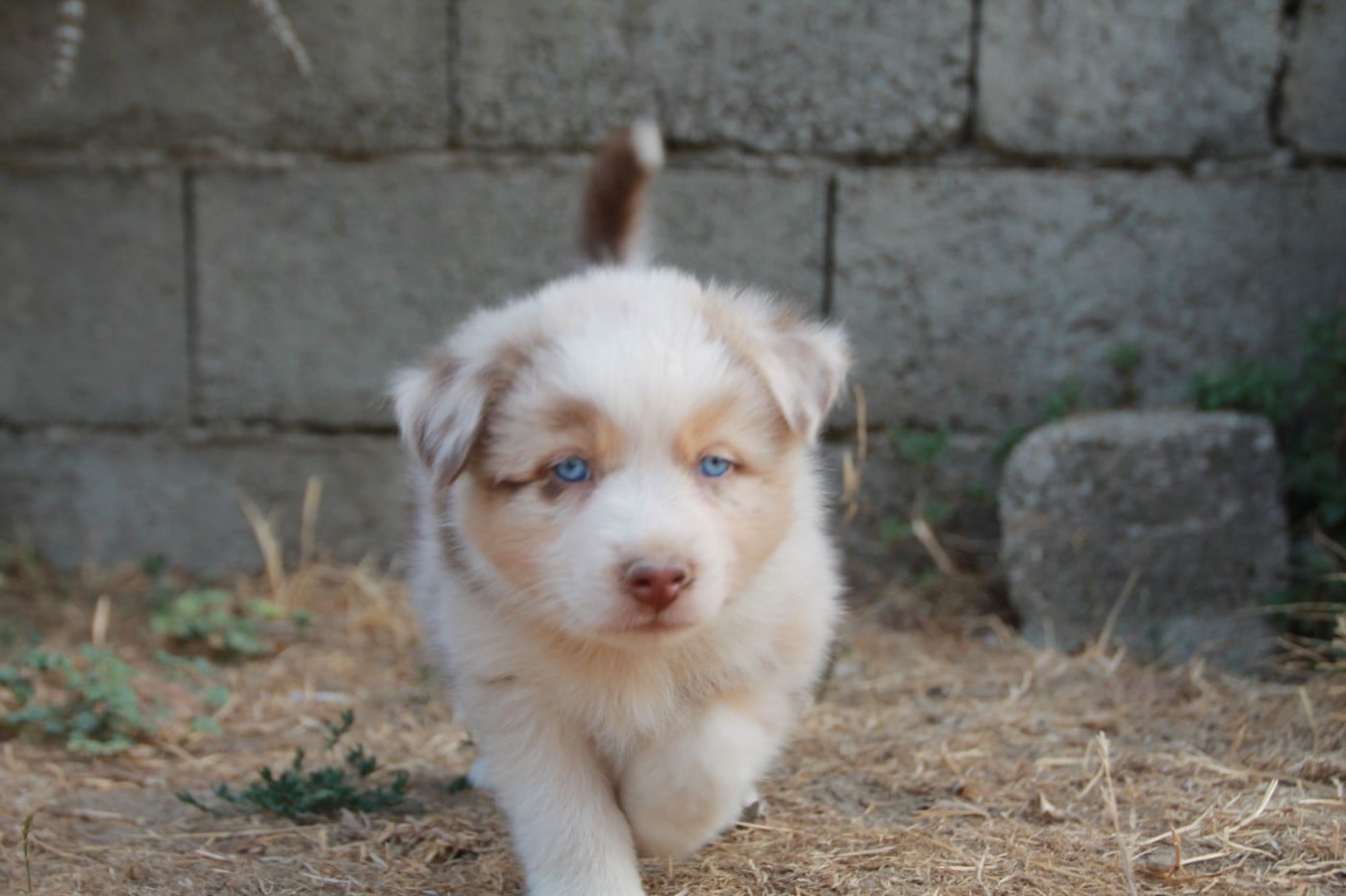 Chiot N°4