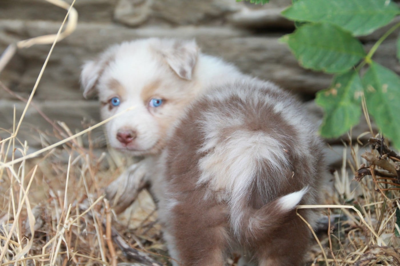 Chiot N°4