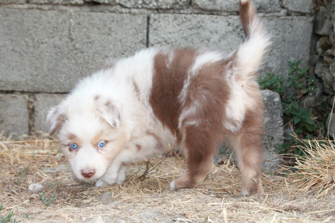 Chiot N°4