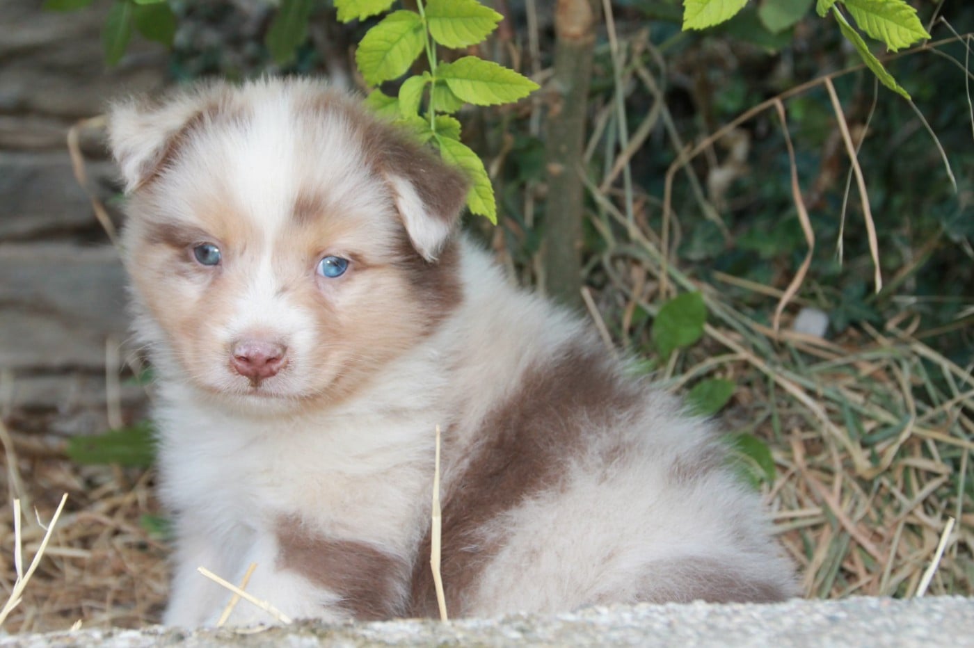 Chiot N°5