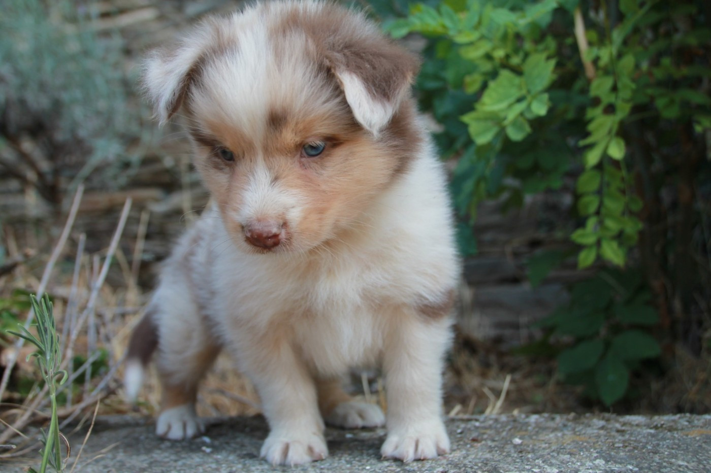 Chiot N°5
