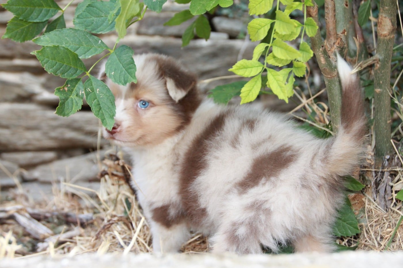 Chiot N°5
