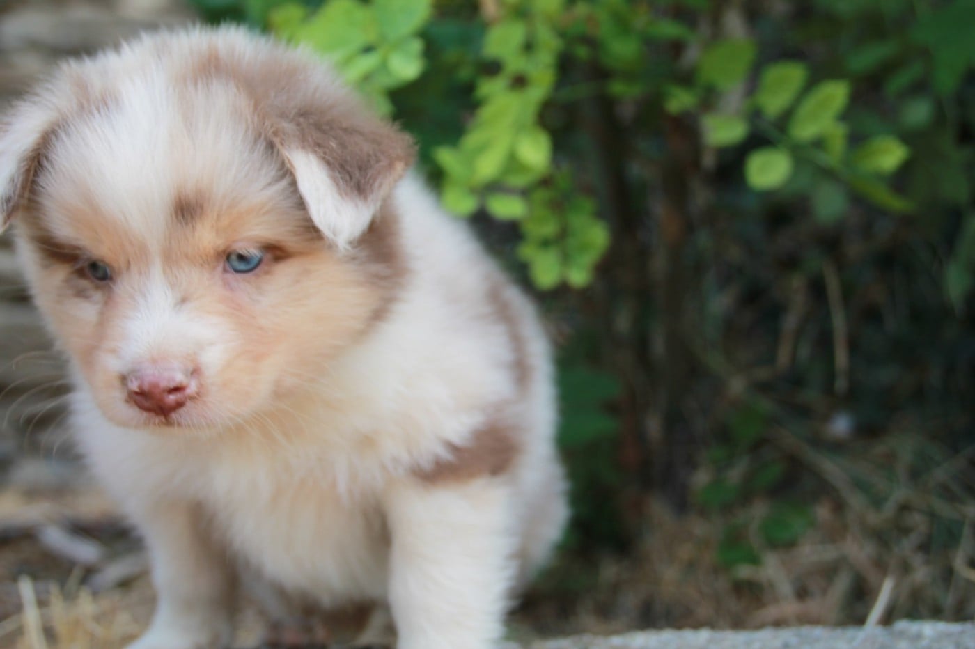 Chiot N°5