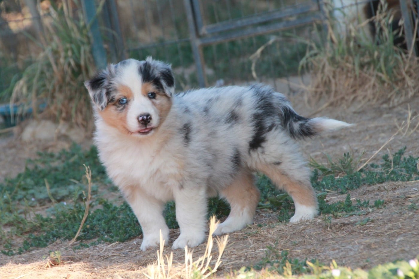 Chiot N°8