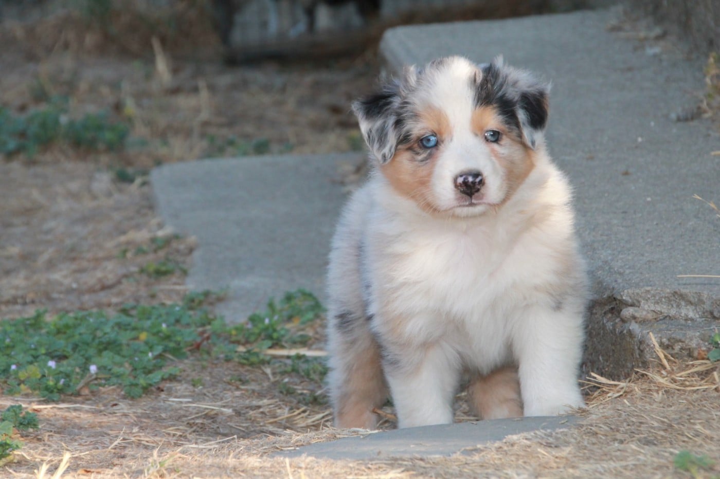 Chiot N°8