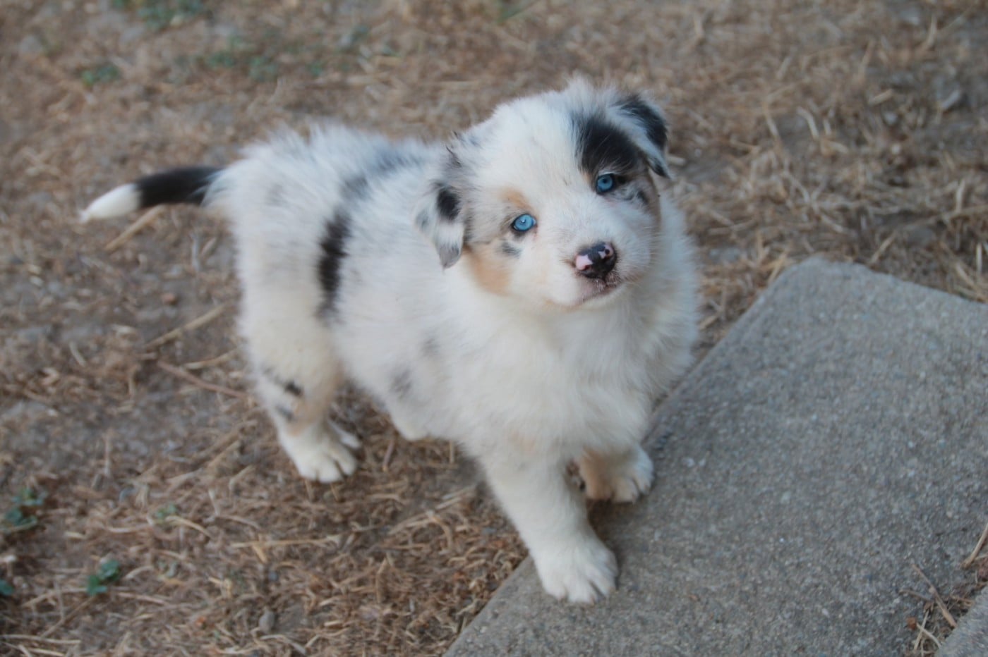 Chiot N°1
