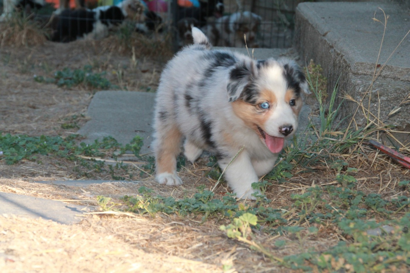 Chiot N°8