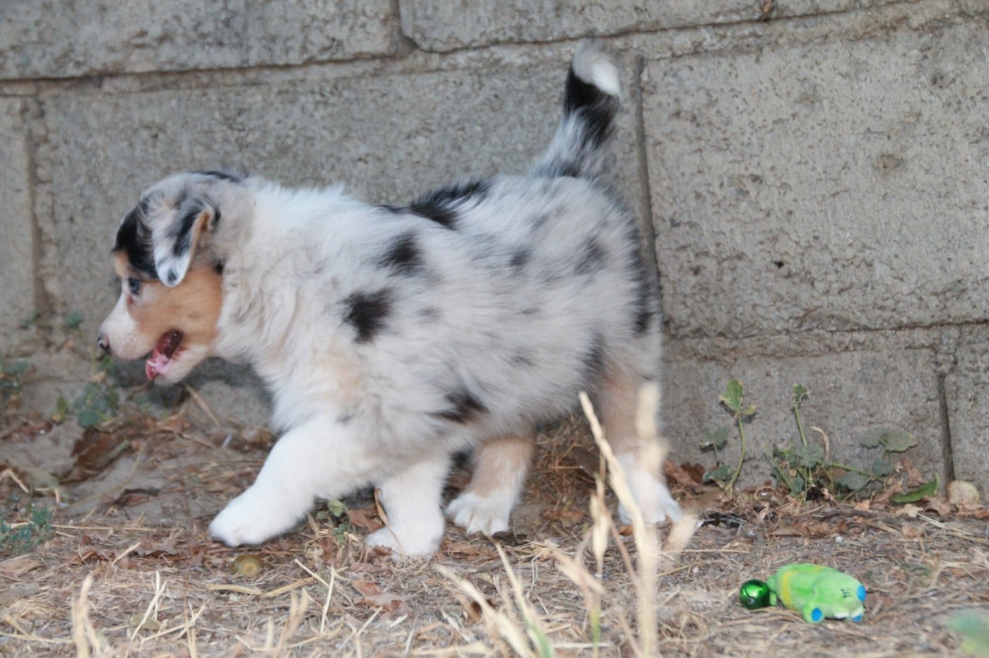 Chiot N°8