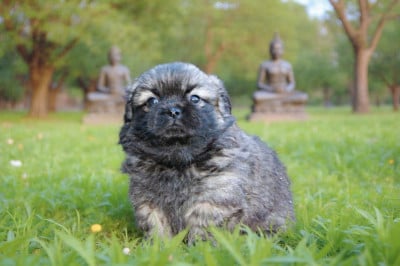 Les chiots de Epagneul tibetain