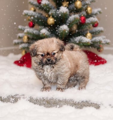 Les chiots de Epagneul tibetain