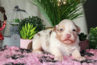 Les chiots de Berger Australien