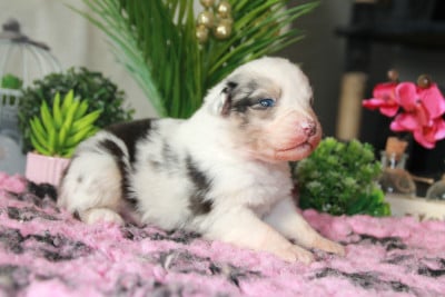 Les chiots de Berger Australien