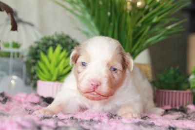 Les chiots de Berger Australien