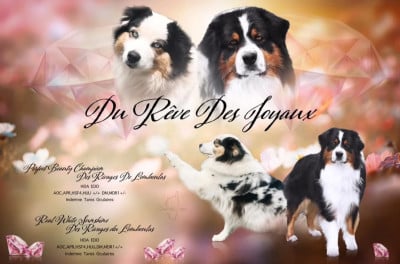 Les chiots de Berger Australien