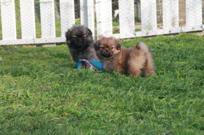 Les chiots de Epagneul tibetain