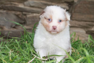 Les chiots de Berger Australien