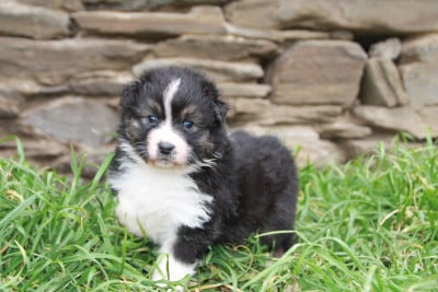 Les chiots de Berger Australien