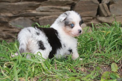 Les chiots de Berger Australien