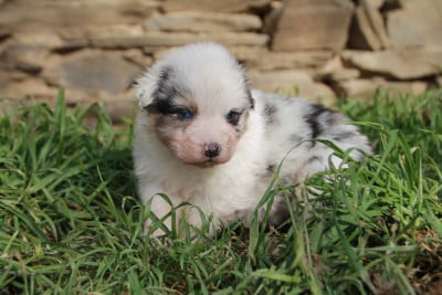 Les chiots de Berger Australien