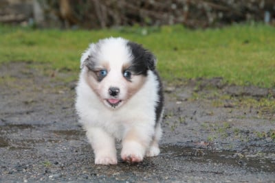 Les chiots de Berger Australien